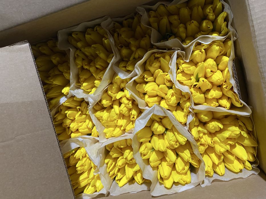 Тюльпаны белорусские премиальные