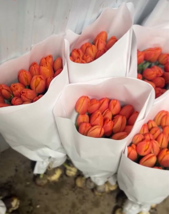 Тюльпаны Астана