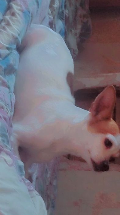 Девочка чихуахуа