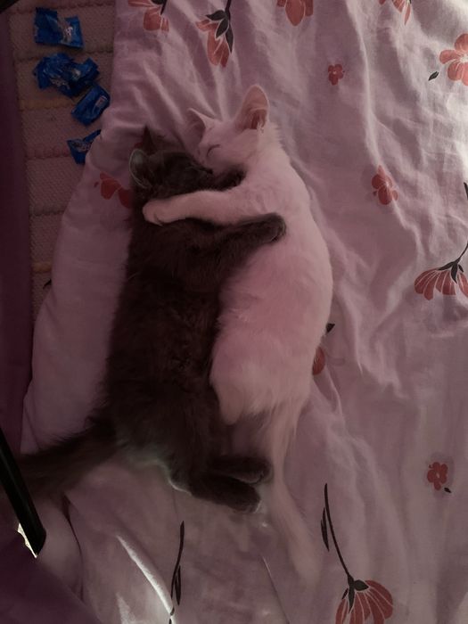 Кот метис Мейн кун