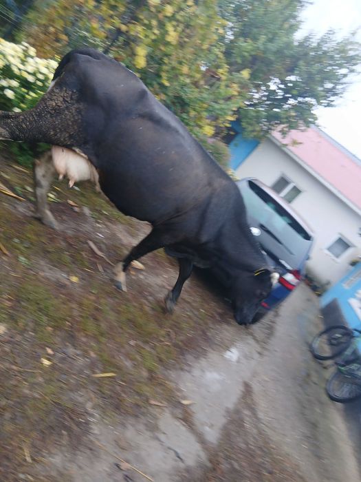 Vand vaca cu lapte