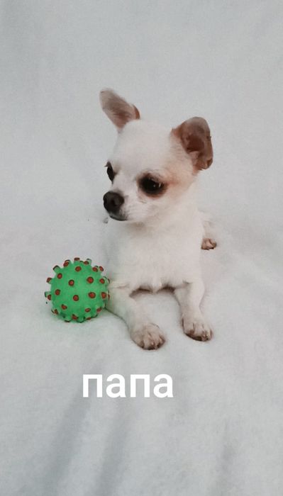 Бронь на мини щенка.