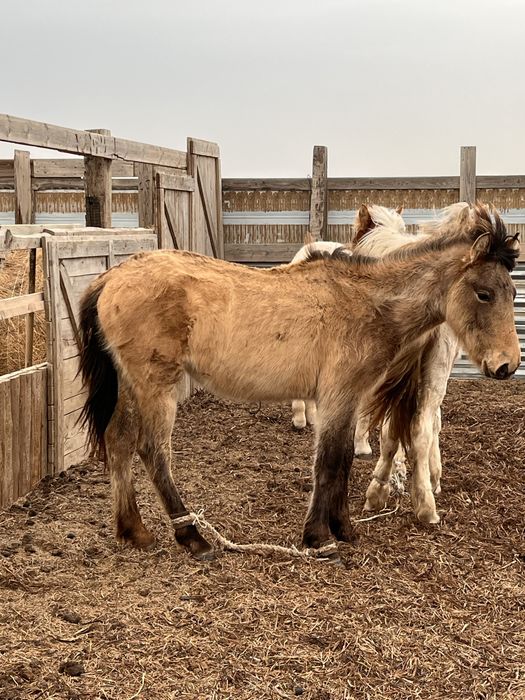 Тай байтал сатылады