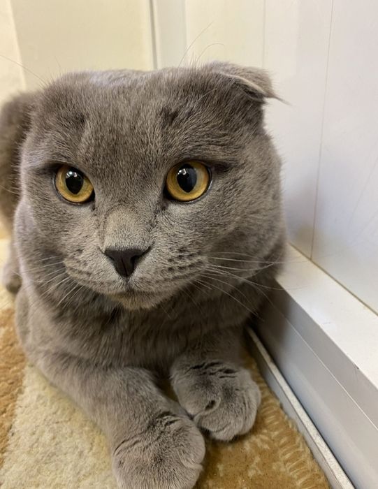 Продаётся кот. 8 месяцев