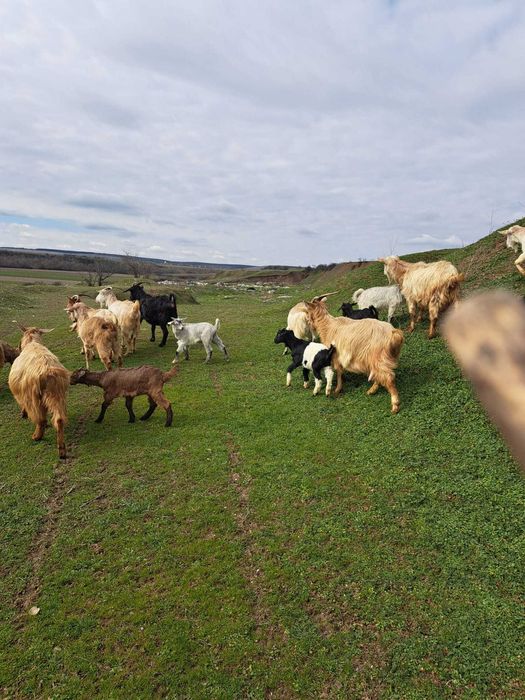 Vând iezi și capre!