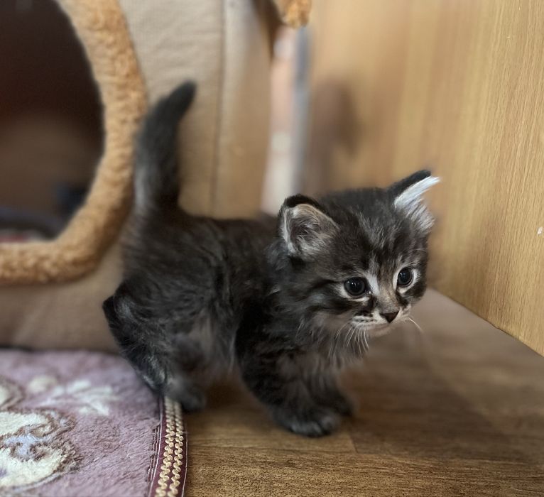 Котенок девочка 1,5 месяца