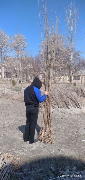 Tut ko'chatlari sotiladi