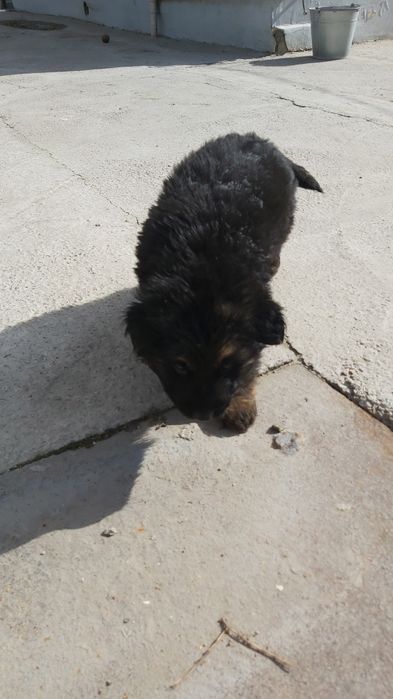 Продаются щенки Немецкой Овчарки .