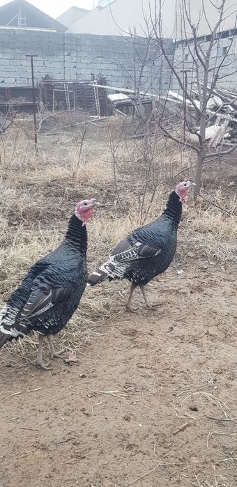 Индюки 2 шт КРУПНЫЕ