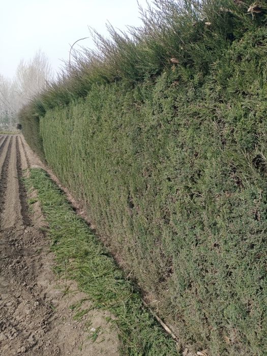 Archalarga shakl berish hizmati