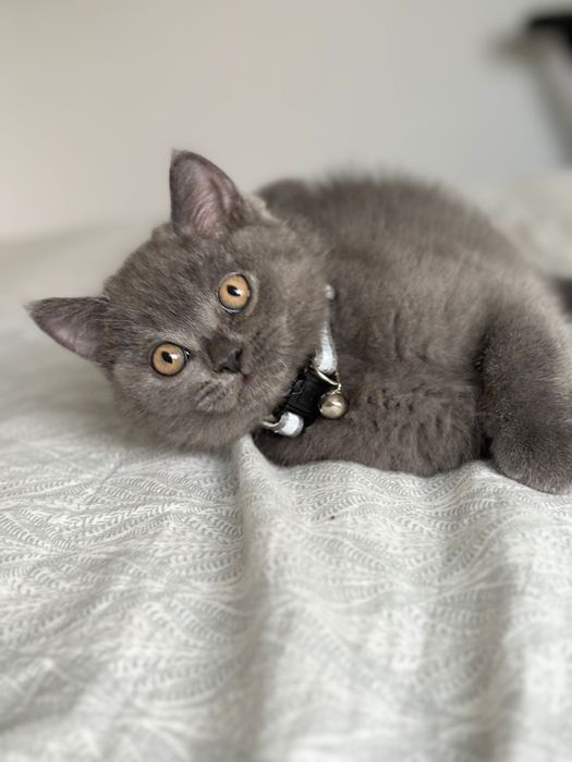 Mascul british shorthair