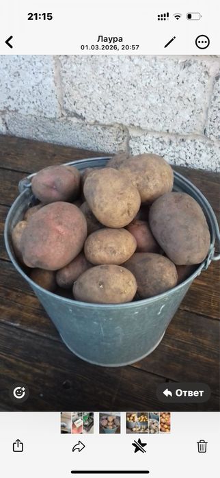 Дачный картофель