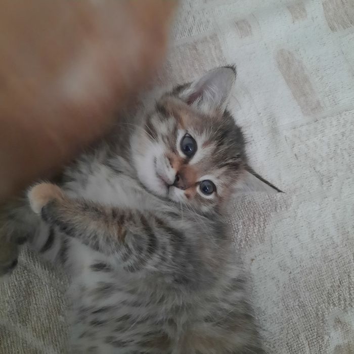 Котята, рыжий и серая