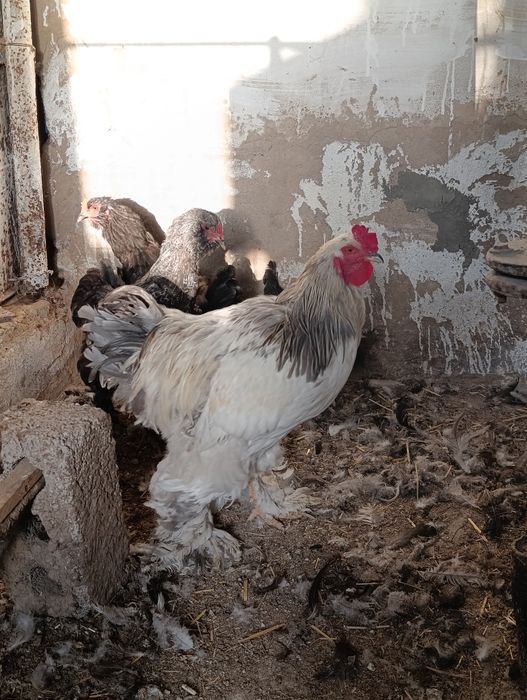 4 та товуқ + 1 та хўрози