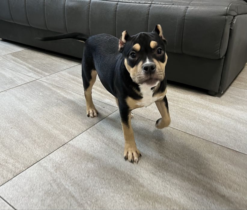 Щенки американский булли