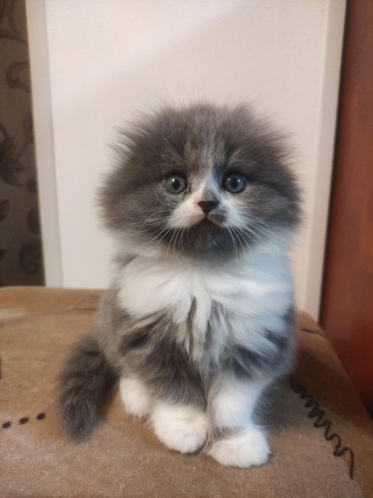 Распродажа! Вислоухий малыш!