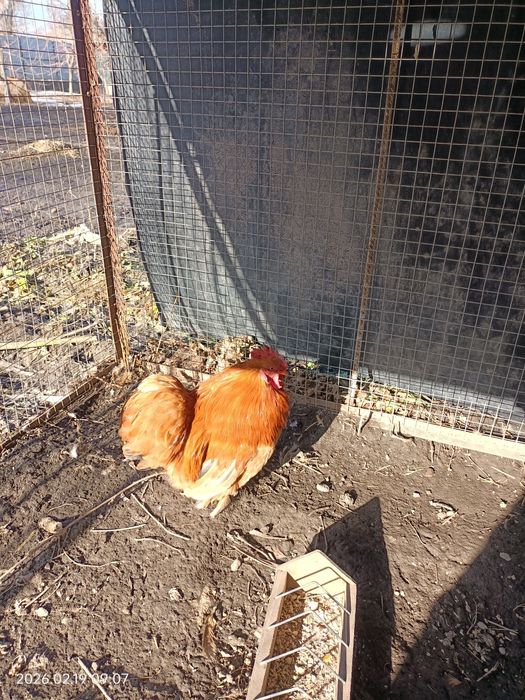 Кохинхин карликовый