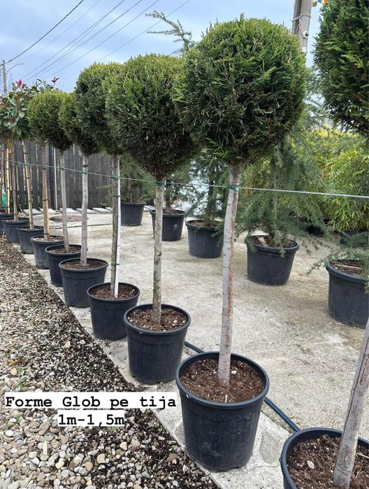 Vând plante ornamentale