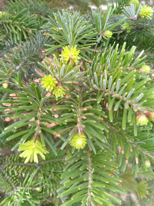 Boĝbonchilik gazon ekish parvarishlash