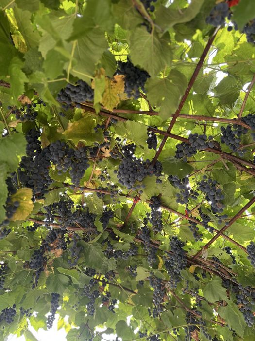 Виноград Изобелла