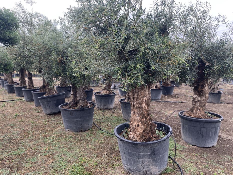 Maslin Secular la ghiveci