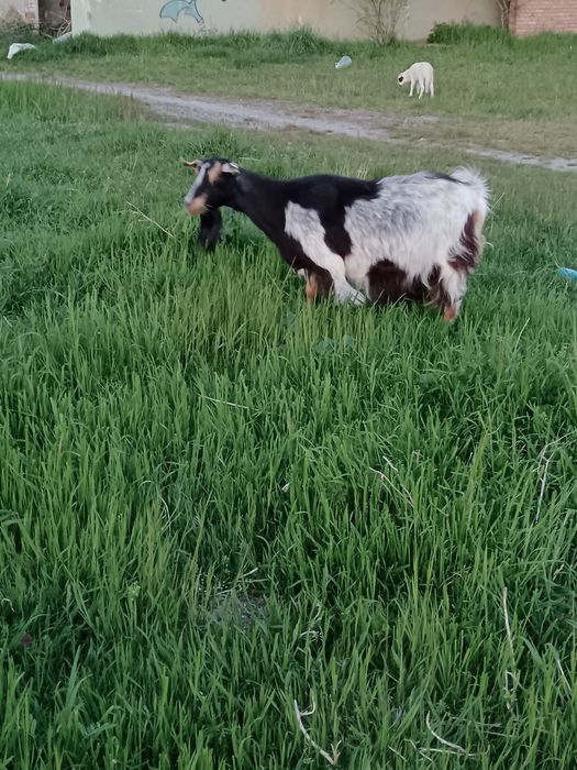 Capră bună. de lapte