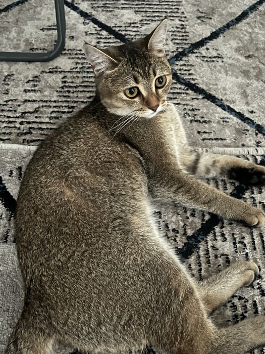 Кошка для вязки срочно