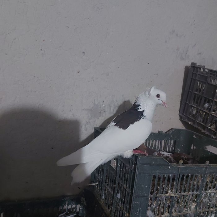 Чернашейк самец лет игра тяга канкретна