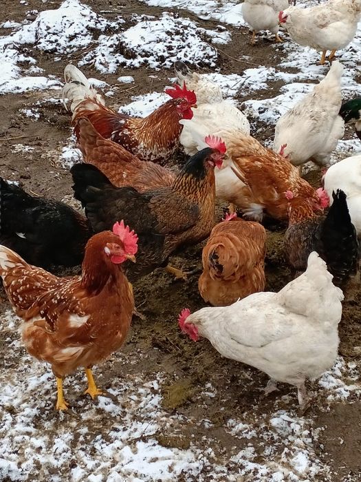 Оплодени яйца от домашни кокошки