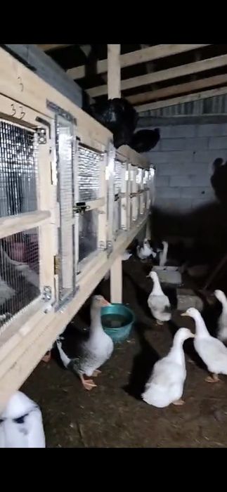 Утята пекинка,индоутята,башкиры