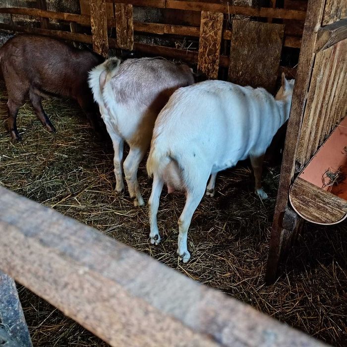 Două capre sanen la prima fătare, un țap anglo-nubian