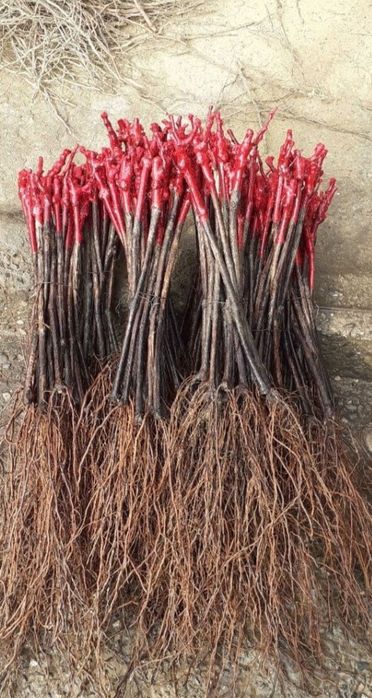 Vând butași viță de vie altoită și hibrid