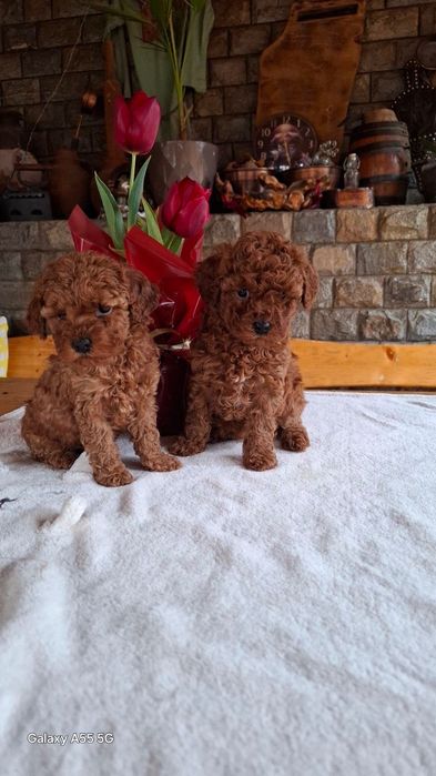 Той пудел Toy poodle