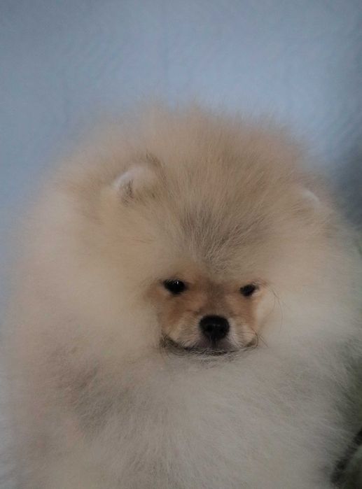 Страхотно момченце померан с родословие FCI
