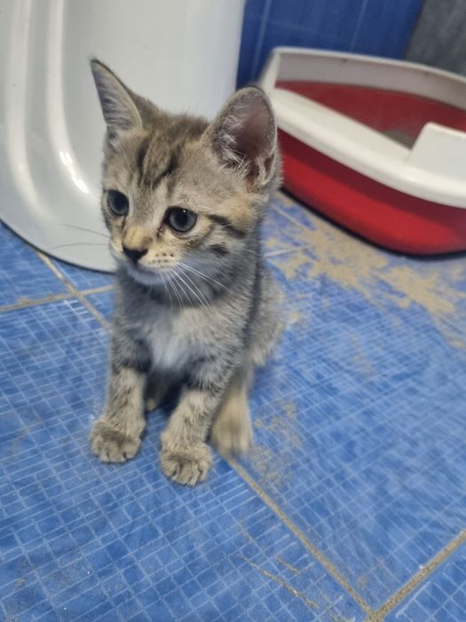 Серебристая шиншилла 2 та боласи билан срочно сотилади