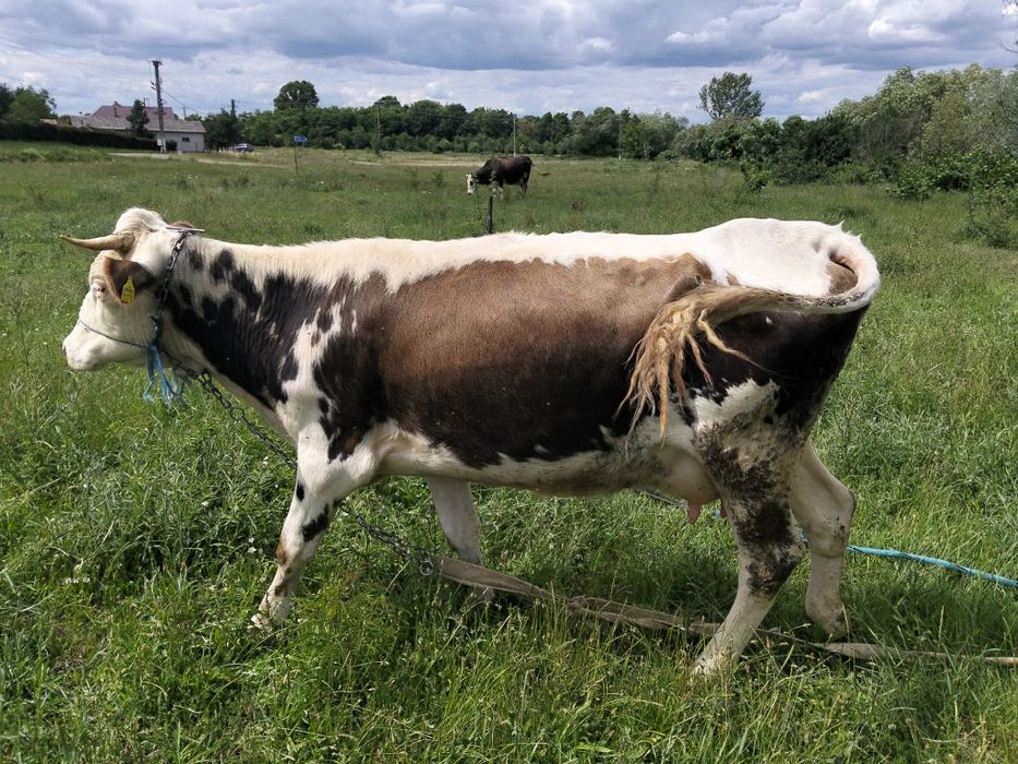 Vând o vaca la alegere