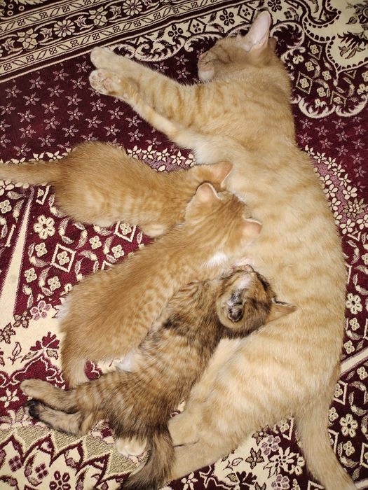 Домашние мысык тегин