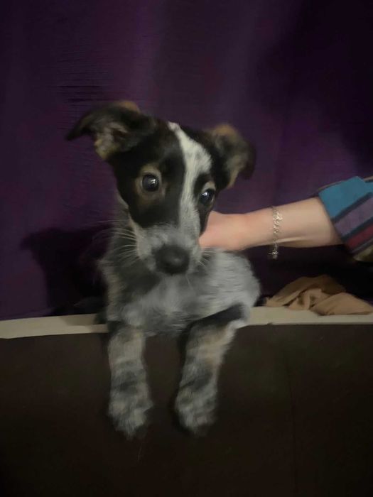 Собаки и домашние щенки