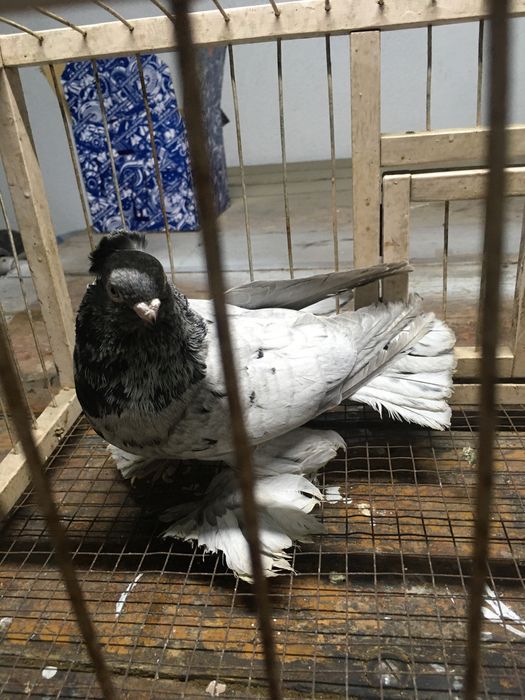 Продам чубатого челкарь самец