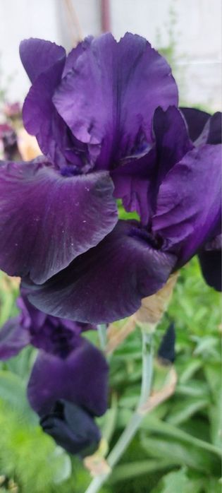 Ирисы темно-синие