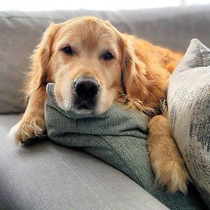 Разходки на кучета и посещения в домовете