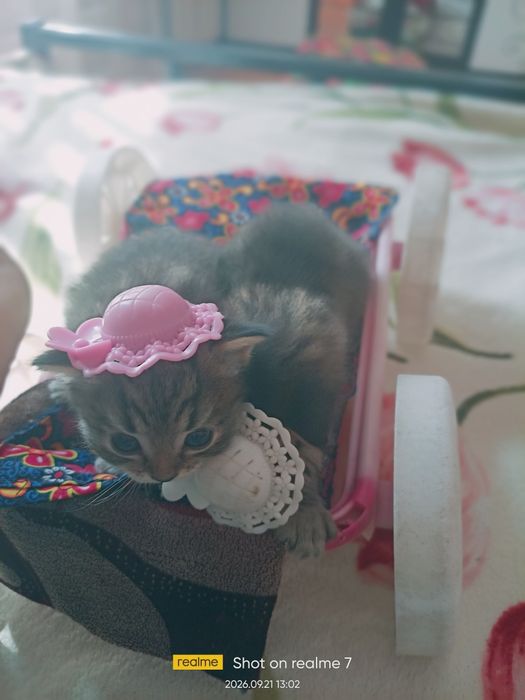 Продаются породистые котята.