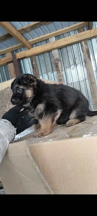 Щенки немецкой овчарки