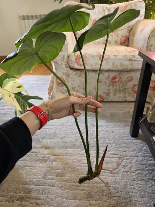 Philodendron Dean McDowell