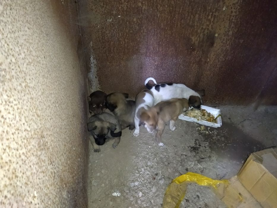 Несчастные щенки