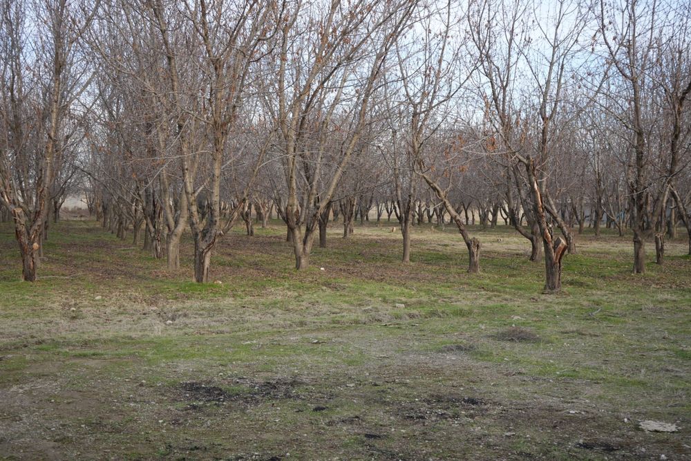 Дача с бассейном и фермой в городе Нуравшон (бывшая Тойтепа)