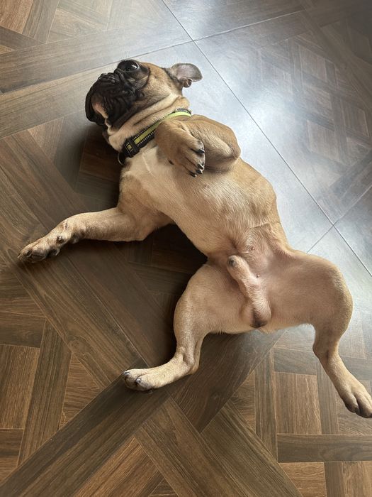 Ищет невесту французский кобель