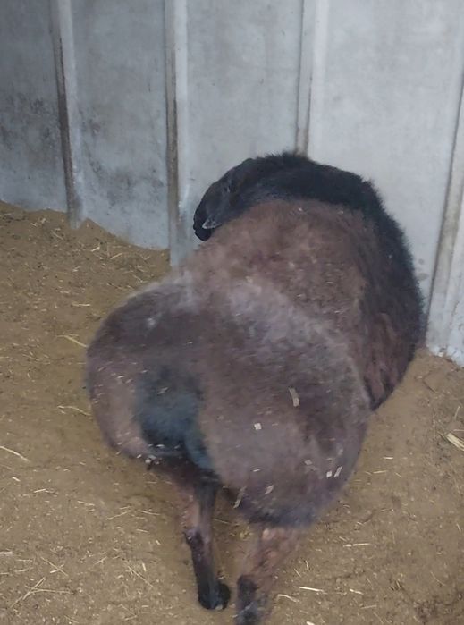 Продам инкубатор яйца