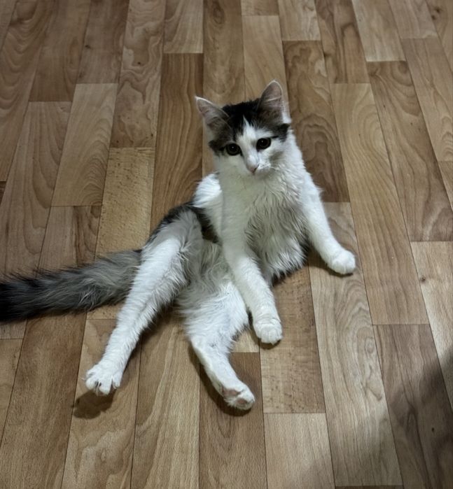 Отдам кота в добрые руки, бесплатно