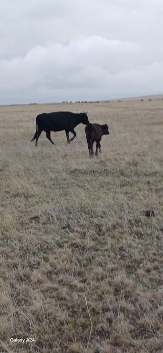 Жас Сиырлар сатам